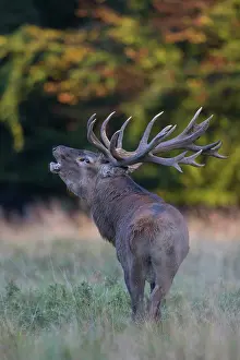 Vocalising: Red Deer stag during rutting season in autumn Denmark