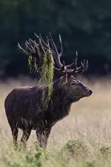 Vocalizing: Red Deer stag during rutting season in autumn Denmark