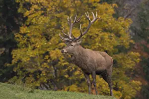 280917: Red Deer - stag during rutting season - Bavaria, Germany