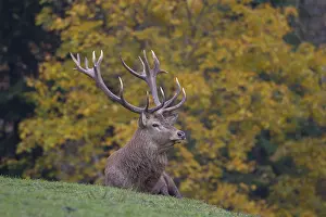 280917: Red Deer - stag during rutting season - Bavaria, Germany