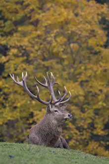 280917: Red Deer - stag during rutting season - Bavaria, Germany