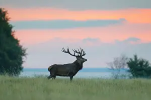 Cervus: Red Deer stag sky