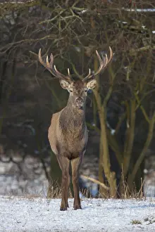 240118: Red Deer - stag in snow - Denmark