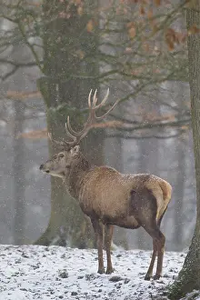 240118: Red Deer - stag in snow - Germany