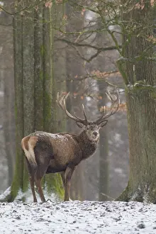240118: Red Deer - stag in snow - Germany