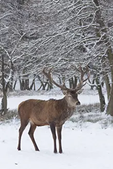 240118: Red Deer - stag in snow - Germany