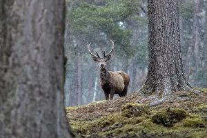 300817: Red Deer - Stag in Snow - Scotland - UK