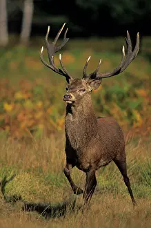 Stamping: Red Deer - Stag stamping