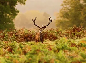 Brian Bevan: Red Deer - Stag at sunrise