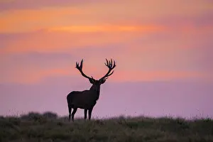 Cervus: Red Deer stag sunset