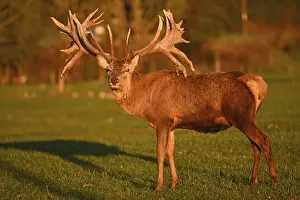 Evenings: Red deer stag at sunset in the South Island of New Zealand