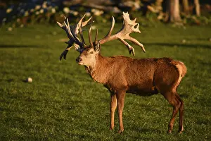 Moody: Red deer stag at sunset in the South Island of New Zealand