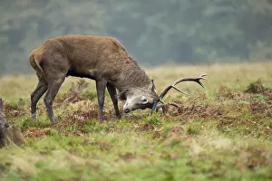 Rubbing: Red Deer Stag - Urinating - Antler Rubbing - Richmond