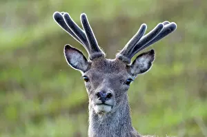 Uist: Red Deer - stag in velvet - close up of head