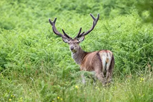 Antlers: Red Deer Stag - in Velvet - UK