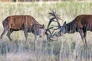 Agression: Red Deer - two stags fighting during rutting