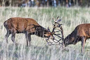Agression: Red Deer - two stags fighting during rutting