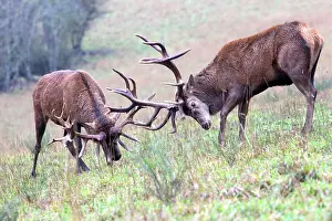 Agression: Red Deer - two stags fighting during rutting