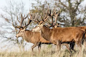 Saone: Red Deer - stags. Haute Saone, France