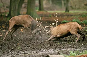 Hierarchy: Red DEER - two stags / male fighting during rutting season