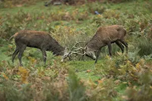 Richmond: Red Deer Stags - Sparring - Richmond Park - London - UK