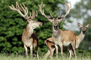 Hinds: Red Deer - two stags in velvet and a hind