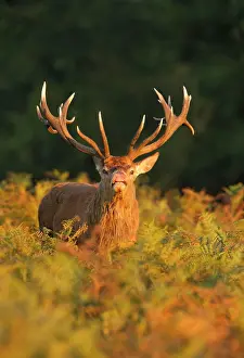 Scenting: Red Deer - standing amongst braken in beautiful