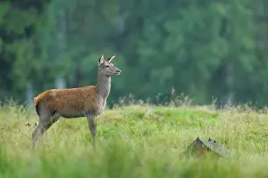 Alarm: Red deer in summer, Cervus elaphus, Female, Young