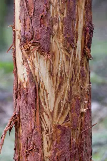 Browsing: Red Deer - tree damaged probably while brushing velvet or ea