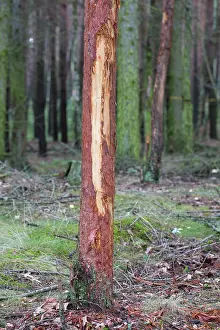 Browsing: Red Deer - tree damaged probably while brushing velvet or ea