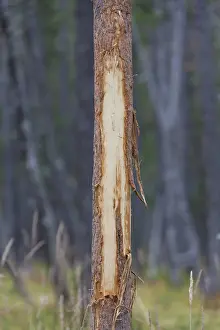 Destroy: Red Deer - tree destroyed by deer - Germany