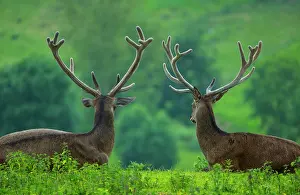 Cervid: Red Deers (Cervus elaphus) male lying in the grass