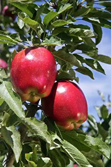 Delicious: Red Delicious Apples