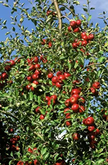 Ripening: Red Delicious Apples