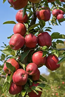 Ripening: Red Delicious Apples