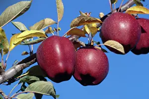 Ripening: Red Delicious Apples