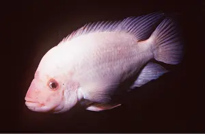 Devil: RED DEVIL CICHLID