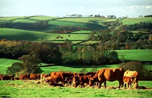Tranquillity: RED DEVON CATTLE - Feeding on hay with country backdrop