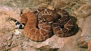 Diamond: Red Diamond Rattlesnake