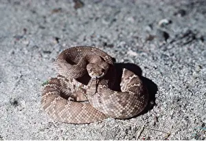 Coiled: RED DIAMOND RATTLESNAKE