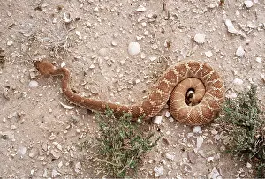Coiled: RED DIAMOND RATTLESNAKE