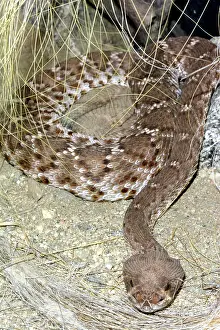 Diamond: Red Diamond Rattlesnake