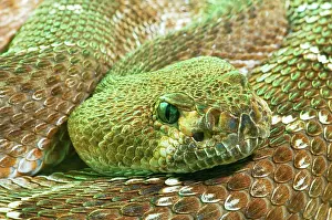 Deadly: Red Diamondback Rattlesnake