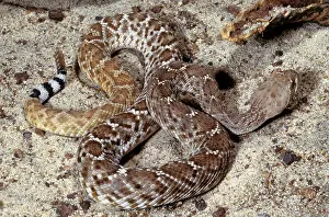 Crotalinae: Red Diamondback Rattlesnake