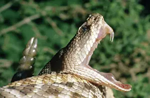 Rattlesnakes: Red Diamondback Rattlesnake