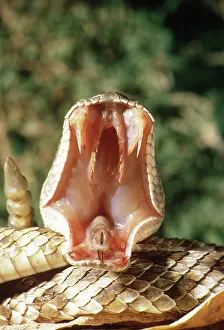 Rattlesnakes: Red Diamondback Rattlesnake