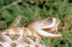 Fangs: Red diamondback rattlesnake