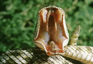 Fang: Red Diamondback Rattlesnake mouth