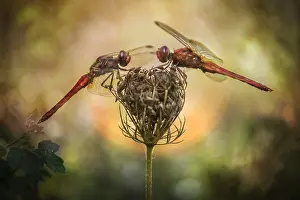 Sympetrum: Red dragonflies (Sympetrum sp) at sunrise, Luzzara