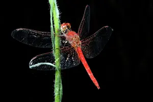 Percher: Red Dragonfly